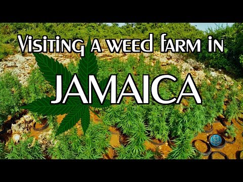 Weed Farm JAMAICA