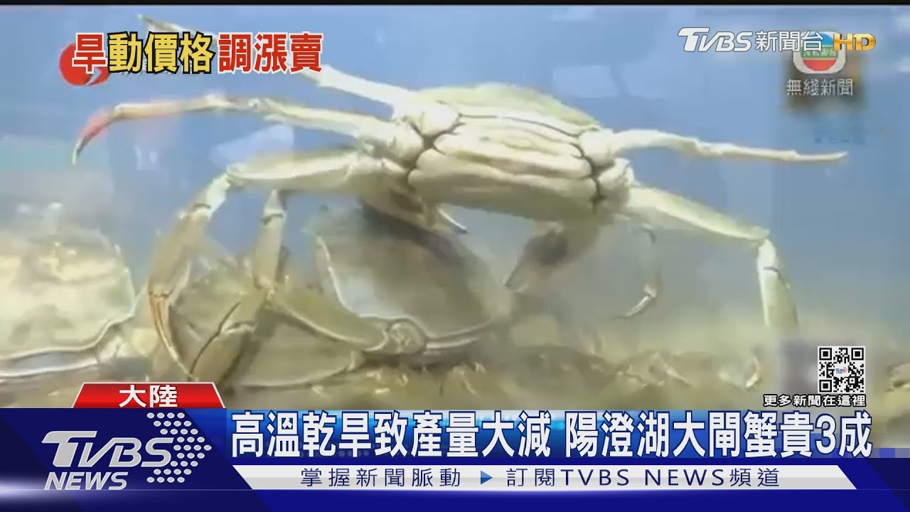 高溫乾旱致產量大減 陽澄湖大閘蟹貴3成