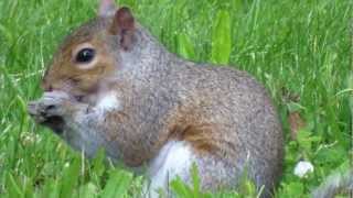 Relax for a few minutes and take in the beautiful animals scenery of Rahway Park NJ Close up beautiful animals