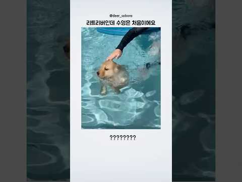 리트리버인데 수영은 처음이긴해요