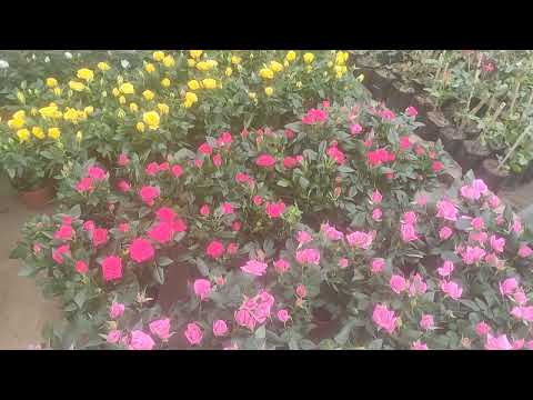 himali nursery nepalgunj