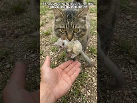 His cat brought a collapsing mom and baby bushbaby in its mouth #funnyanimals #cutedog #heartwarming