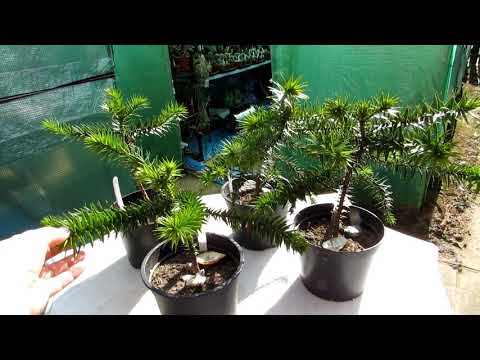My Monkey Puzzle Trees I have grown from seed - Araucaria araucana Spring Update