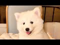 Pomsky dogs for sale: Apollo - Mini Male Pomsky → The Gentle Soul  - Video 1
