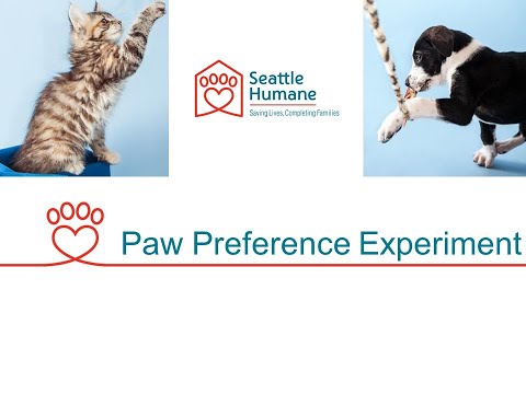 Paw Preference Experiment