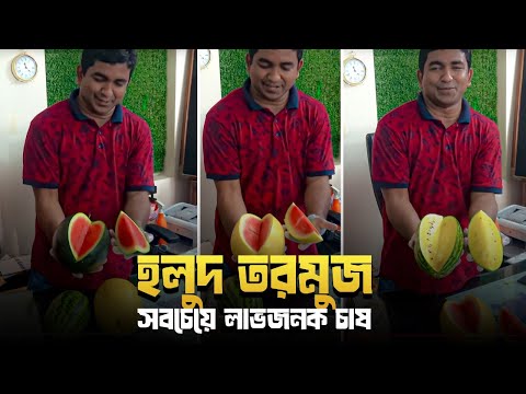 হলুদ তরমুজ(Yellow Watermelon)- সবচেয়ে লাভজনক চাষ(১ম পর্ব)