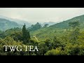TWG Tea Origin Stories TWG Tea Garden In Darjeeling Plantation VR 360 Video