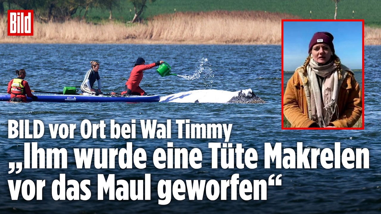 Walrettung in der Ostsee: „Makrelen vor das Maul geworfen!“ – BILD vor Ort bei Buckelwal Timmy!
