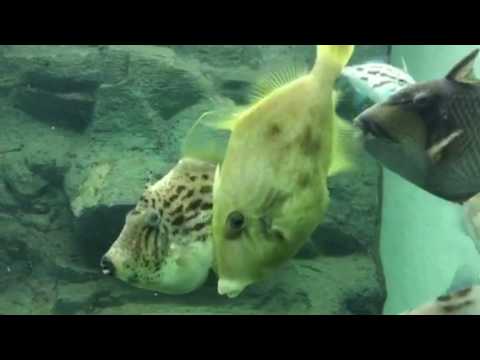 会計学科 水族館 木村勝則滋賀県高島市！