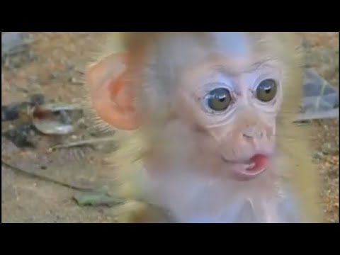 Pug Bacon and McNancy Wants Grizzy