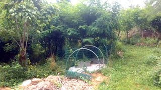 Orchard Development - Mid Summer Update (Locust regrowth is INSANE!)