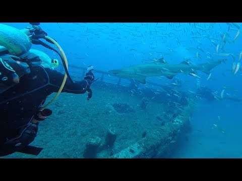 download lagu mp3 mp4 Scuba Diving North Carolina Coast, download lagu Scuba Diving North Carolina Coast gratis, unduh video klip Scuba Diving North Carolina Coast