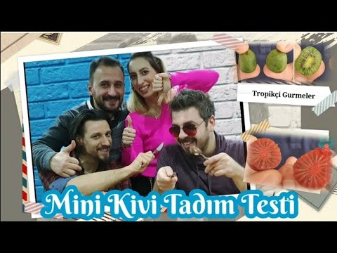 , title : 'Mini Kivi Tadim Testi 7 Farkli Cesit,  Issai, Bavyera, Sadowa, Kokowa, Ken's Red, Sakarya 1-2'
