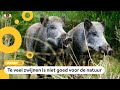 Het gaat goed met wilde zwijnen, iets te goed zelfs