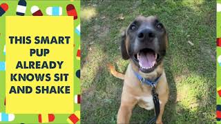 MEET YATES AT KC PET PROJECT