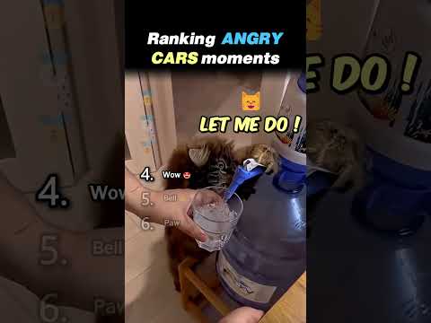 Ranking ANGRY CAT MOMENTS Core Moments!! 😾