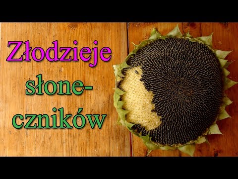 Ogrodowe pierdamony 31 - złodzieje słoneczników ;)