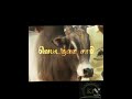 Pongal Whatsapp Status Tamil Jallikattu Mass Status Hip Hop Tamilan Status