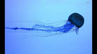 Dj fashoridt Scaloni - Mood Indigo (Remix)