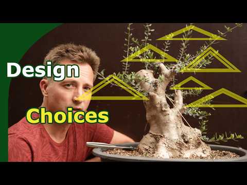 Bonsai Design Choices: Styling an Olive Bonsai