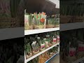 Tulips In Costco Costco