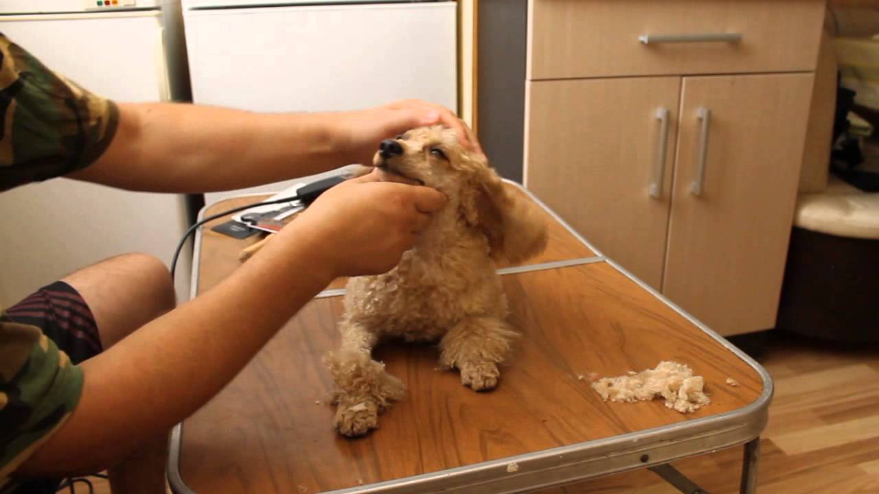 Как приучить той пуделя к пеленке. Щенки пуделя малого. Той пудель нестриженный. Как приучить той пуделя к пеленке. Как приучить той пуделя к пеленке.