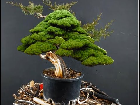 Choice of Materials Episode2 How to Make Bonsai