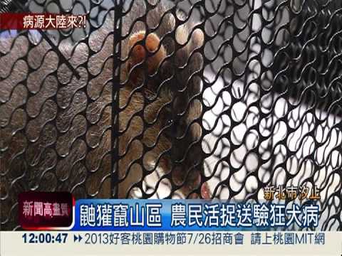 狂犬病竄台? 新北市死鼬獾送驗