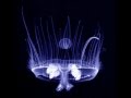 COCTEAU TWINS  Frou - frou Foxes in Midsummer Fires
