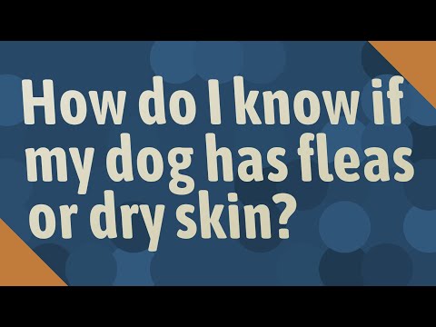 How do I know if my dog has fleas or dry skin?