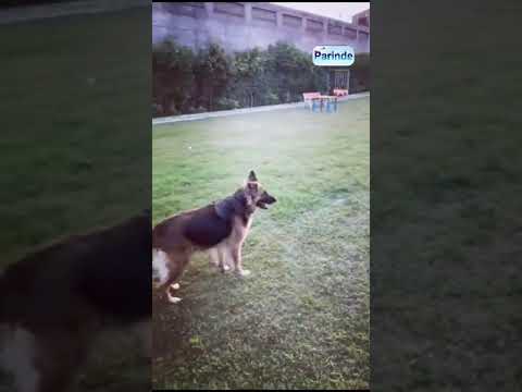 Dog Park In Ludhiana B R S Nagar #parinde #dogs #park Park #Ludhiana