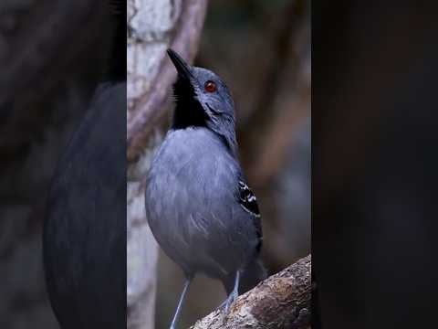 Observação de aves em Boa Nova-BA | Paraíso das aves e birdwatching. #birdwatching #aves #natureza