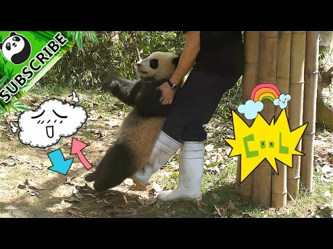 【Panda Top3】Massage and swing for panda baby at the same time! ▶