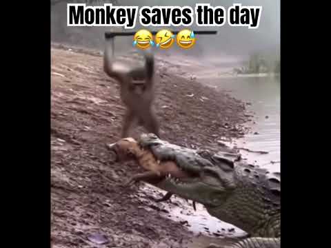 Funny monkey voice over 😂🤣😅