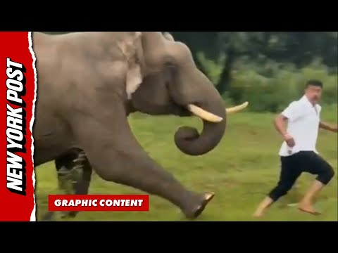 Elephant chases and tramples tourist 'after trying to take a selfie'