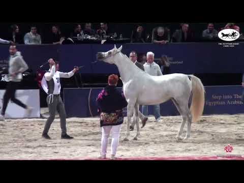 N.39 FARHA EL FARIDA - The Egyptian Event Cairo 2022 - Fillies 2 Years Old Straight Egyptian (Cl...