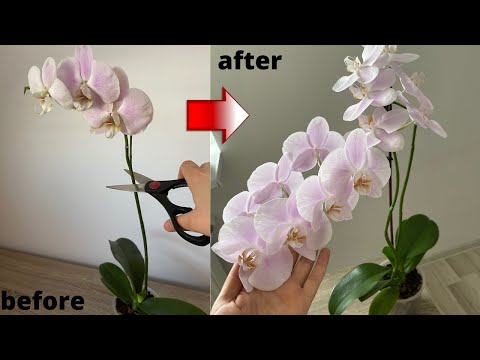 , title : 'Orkidelerin Bol Çiçek Dalı Çıkarması İçin Bunu Yapın/Boğumdan Birden Çok Çiçek Dalı'