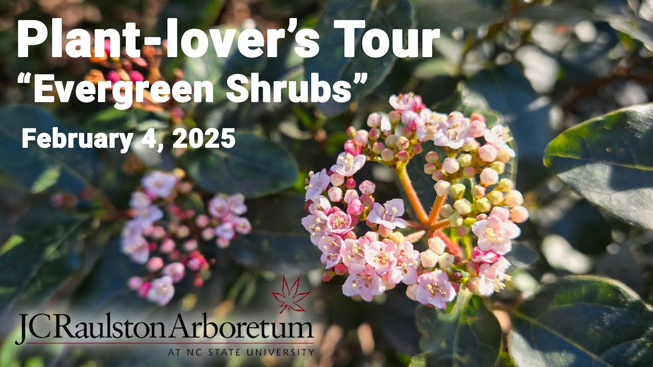 Plant-lover's Tour - "Evergreen Shrubs"