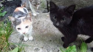Nouveau deux chatons dans la colonie chaton trois couleurs