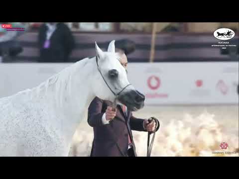 N 414 MAISA AL NASSER   Katara Int  Arabian Horse Festival 2022   Mares 11+ Years Old Class 9