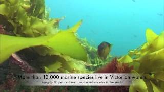 preview picture of video 'Victoria's seas are full of beautiful surprises'