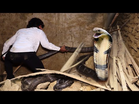 किंग कोबरा सांप को रेस्क्यू करते समय, खतरनाक से खतरनाक दृश्य कैमरे में कैद हुआ!😱Dangerous KingCobra 
