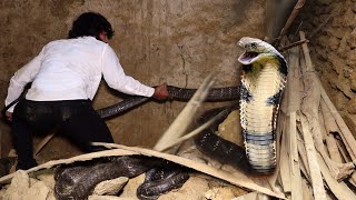 किंग कोबरा सांप को रेस्क्यू करते समय, खतरनाक से खतरनाक दृश्य कैमरे में कैद हुआ!😱Dangerous KingCobra