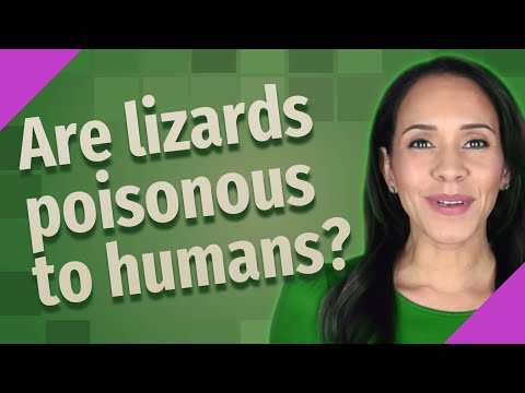 Are lizards poisonous to humans?
