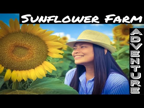 Sunflower Farm | Canada Travels | Summer Adventure | Nature Photography | Takatakatak Challenge