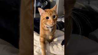 Cover art for Daily Dose of Cats