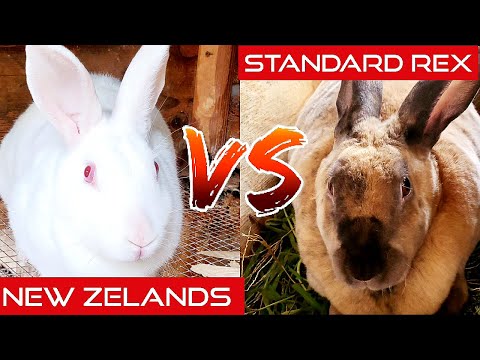 What Is The Best Meat Rabbit Breed?