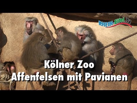 Kölner Zoo | Pavianfelsen oder Affenfelsen | Rhein-Eifel.TV