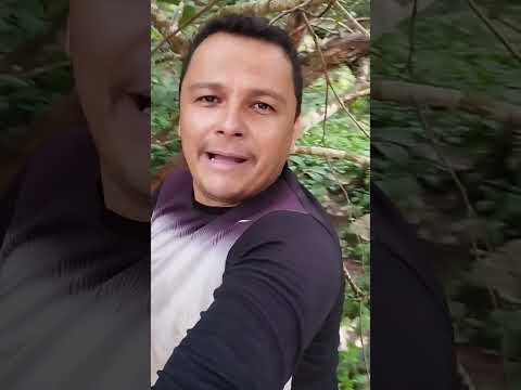 A Maior Cachoeira Do Município de Planalto Da Serra MT.