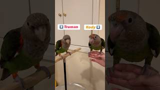 Cape parrot Truman Meets Baby Parrot Kody #birds